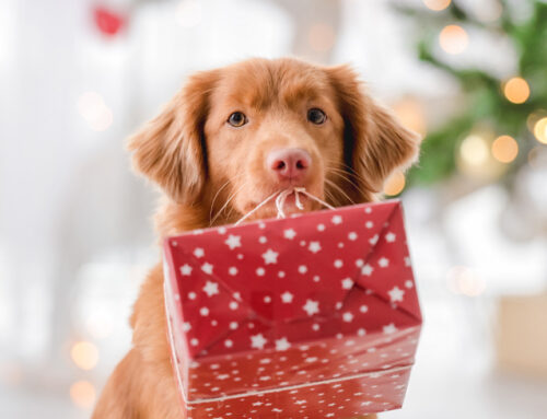 Seasonal Tips for Pets: Keeping Them Safe and Stress-Free This Holiday Season